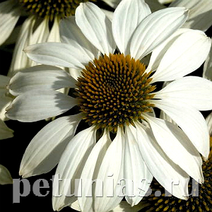 Эхинацея Primadonna White - 5 шт 11373 - фото 339