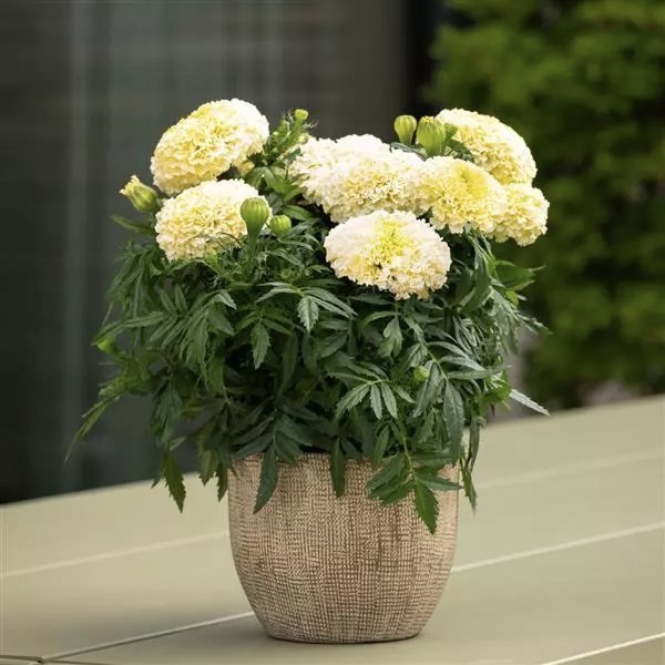 Бархатцы Lanna Lace  - 5 шт 10188
