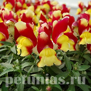 Антирринум Snappy Red and Yellow - 10 шт 10079 - фото 347