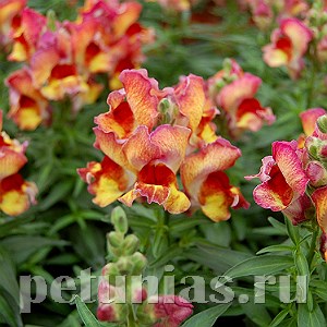 Антирринум Snappy Red Flame - 10 шт 10080 - фото 349