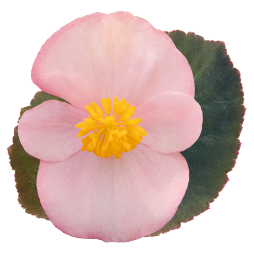 Бегония Big Soft Pink Bronze Leaf - 3 шт 11484