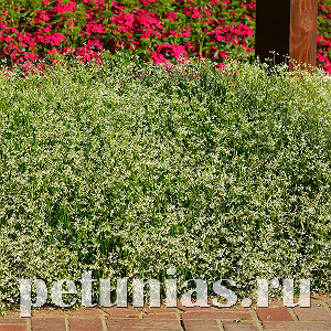 Эуфорбия Glamour Improved - 3 шт 11361 - фото 350
