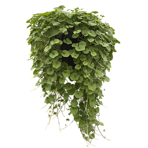Дихондра изумрудная Green Serfer - 3 шт 11486