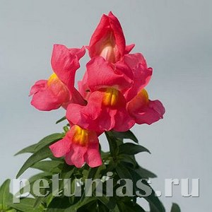 Антирринум Snappy Rose - 10 шт 10081 - фото 352