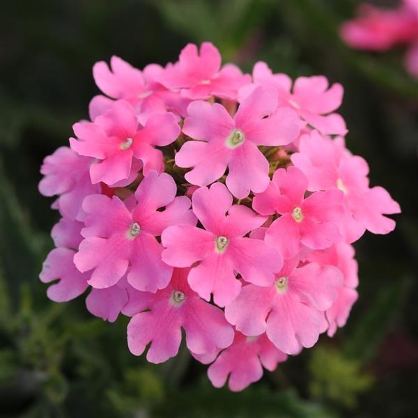 Вербена Quartz XP Pink - 5 шт 10357