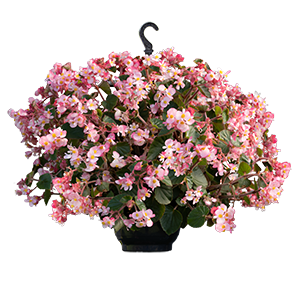 Бегония Wookie Pink Splash - 3 шт 11499