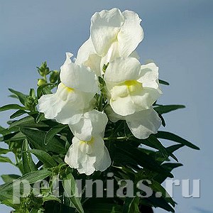 Антирринум Snappy White - 10 шт 10086 - фото 357