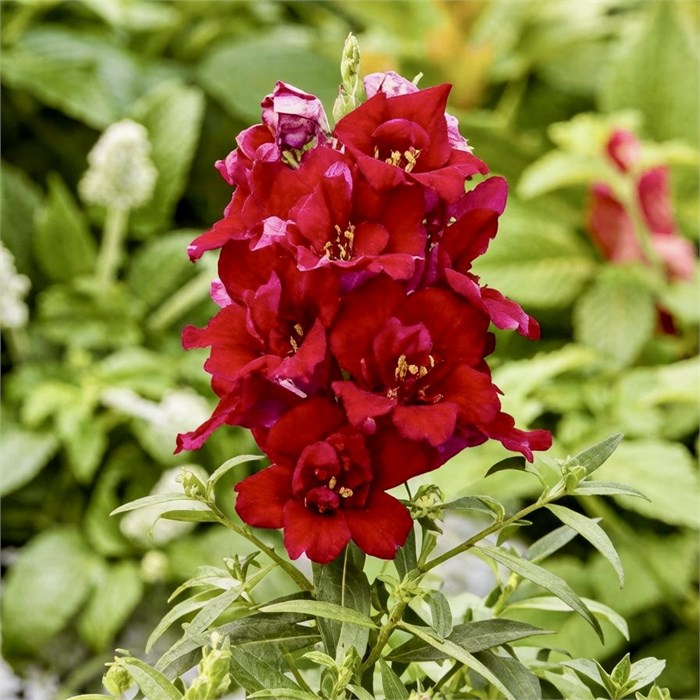 Антирринум махровый Twinny Red - 10 шт 11502