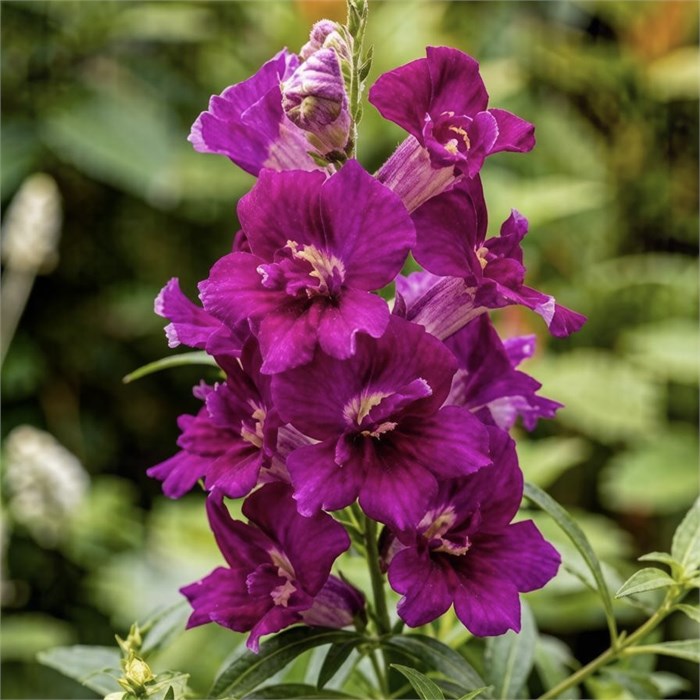 Антирринум махровый Twinny Purple - 10 шт 11501