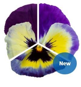 Виола Inspire Plus Blueberry Lemon - 5 шт 11503