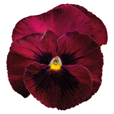 Виола Inspire Deluxxe Deep Rose Blotch - 5 шт 11504