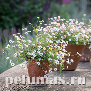 Эригерон Profusion - 10 шт 11277 - фото 361