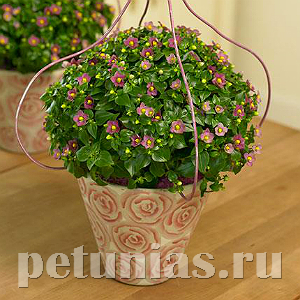 Экзакум Royal Dane Deep Rose - 5 шт 11275 - фото 366