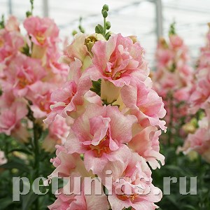 Антирринум Double Shot Appleblossom - 10 шт 10097 - фото 367