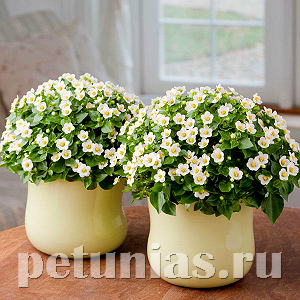 Экзакум Royal Dane White - 5 шт 11276 - фото 368