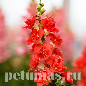 Антирринум Double Shot Orange Bicolor - 10 шт 10099 - фото 370