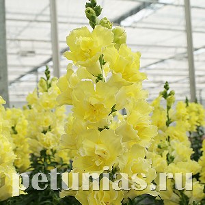 Антирринум Double Shot Yellow - 10 шт 10101 - фото 372
