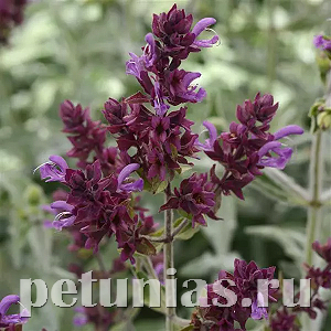 Шалфей канарский Lancelot - 5 шт 11270 - фото 374