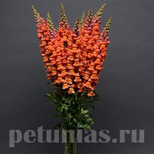 Львиный зев Cool Orange - 5 шт 10103 - фото 378