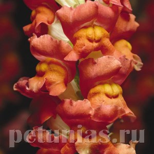 Львиный зев Cool Orange Bicolor - 5 шт 10104 - фото 379