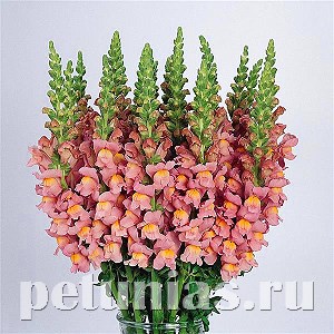 Львиный зев Cool Pink - 5 шт 10105 - фото 380