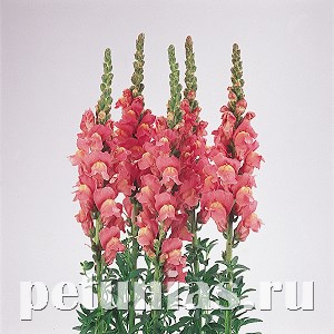 Львиный зев Cool Rose - 5 шт 10106 - фото 381