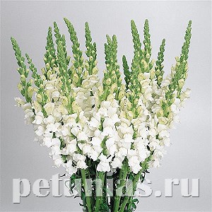 Львиный зев Cool White - 5 шт 10107 - фото 382