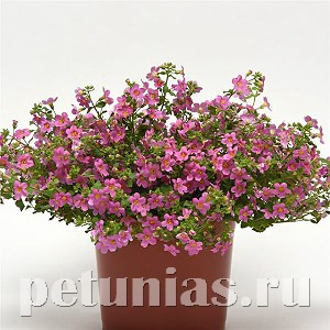 Бакопа Pinktopia - 3 шт 10112 - фото 388