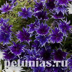 Флокс Popstars Deep Blue - 5 шт 11203 - фото 391