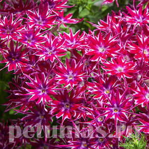 Флокс Popstars Purple - 5 шт 11204 - фото 397