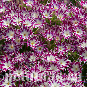 Флокс Popstars Purple with Eye - 5 шт 11205 - фото 398