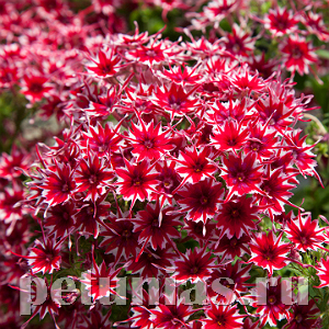 Флокс Popstars Red - 5 шт 11206 - фото 399