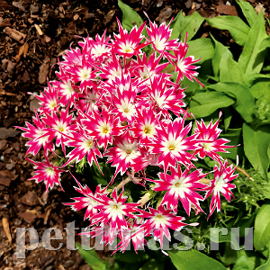Флокс Popstars Rose with Eye - 5 шт 11207 - фото 401