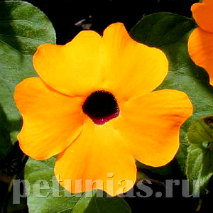 Тунбергия Susie Orange Black Eye - 3 шт 11198 - фото 411