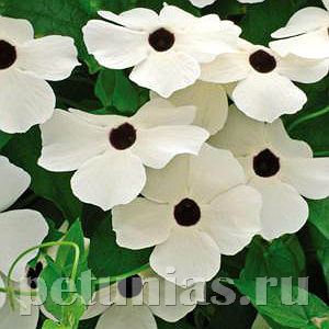 Тунбергия Susie White Black Eye - 3 шт 11199 - фото 412