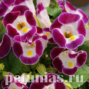Торения Kauai Burgundy - 5 шт 11196 - фото 417
