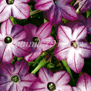 Табак крылатый Saratoga Purple Bicolor - 10 шт 11190 - фото 442