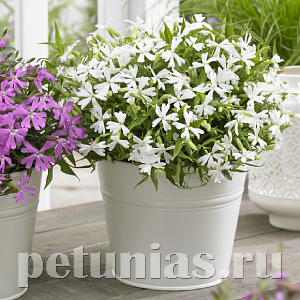 Смолевка Silky White - 5 шт 11186 - фото 447
