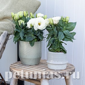 Эустома Julietta F1 White - 5 шт 11360 - фото 451