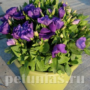 Эустома Sapphire Blue - 5 шт 11354 - фото 452