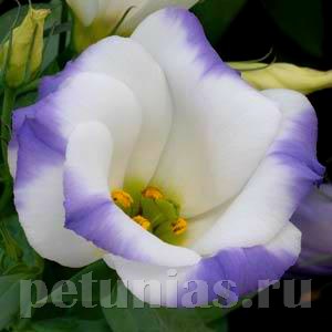 Эустома Sapphire Blue Chip - 5 шт 11355 - фото 453