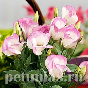 Эустома Sapphire Pink Rim - 5 шт 11356 - фото 454