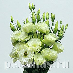 Эустома ABC 1 Green - 5 шт 11282 - фото 458