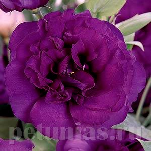 Эустома ABC 1 Purple - 5 шт 11286 - фото 459