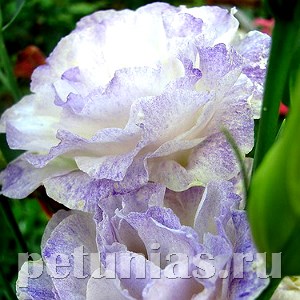 Эустома ABC 2 Blue Blush - 5 шт 11279 - фото 464