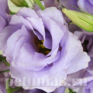 Эустома ABC 2 Lavender - 5 шт 11283 - фото 466