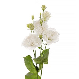 Эустома Alissa Pure White - 5 шт 11297 - фото 478