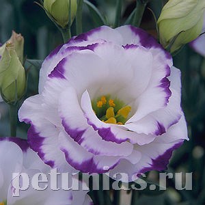 Эустома Arena Blue Picotee - 5 шт 11300 - фото 482