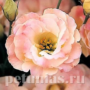 Эустома Arena Champagne - 5 шт 11301 - фото 483