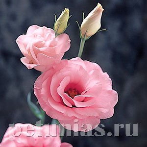 Эустома Arena Pink - 5 шт 11303 - фото 485